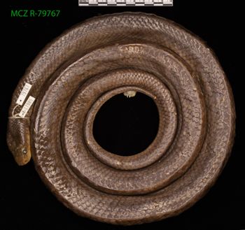 Media type: image;   Herpetology R-79767 Description: Specimen photo;  Aspect: whole body dorsal